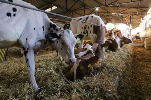 Imagem referente a notícia: Atualização do rebanho de 2025 termina com 86,7% das propriedades cadastradas
