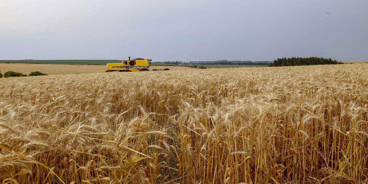 Paraná inicia colheita de 2,6 milhões de toneladas de trigo, principal cultura de inverno