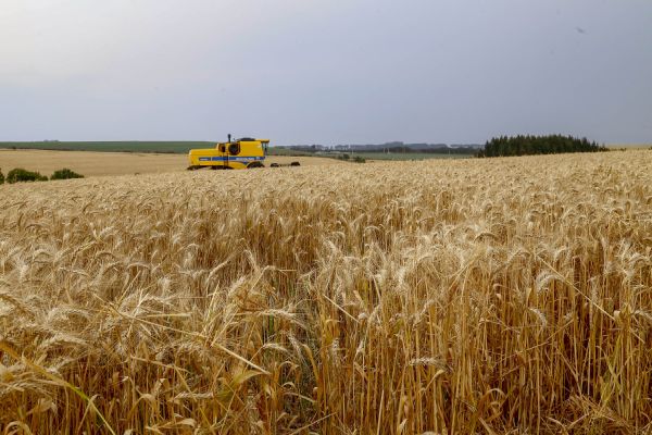 Paraná inicia colheita de 2,6 milhões de toneladas de trigo, principal cultura de inverno