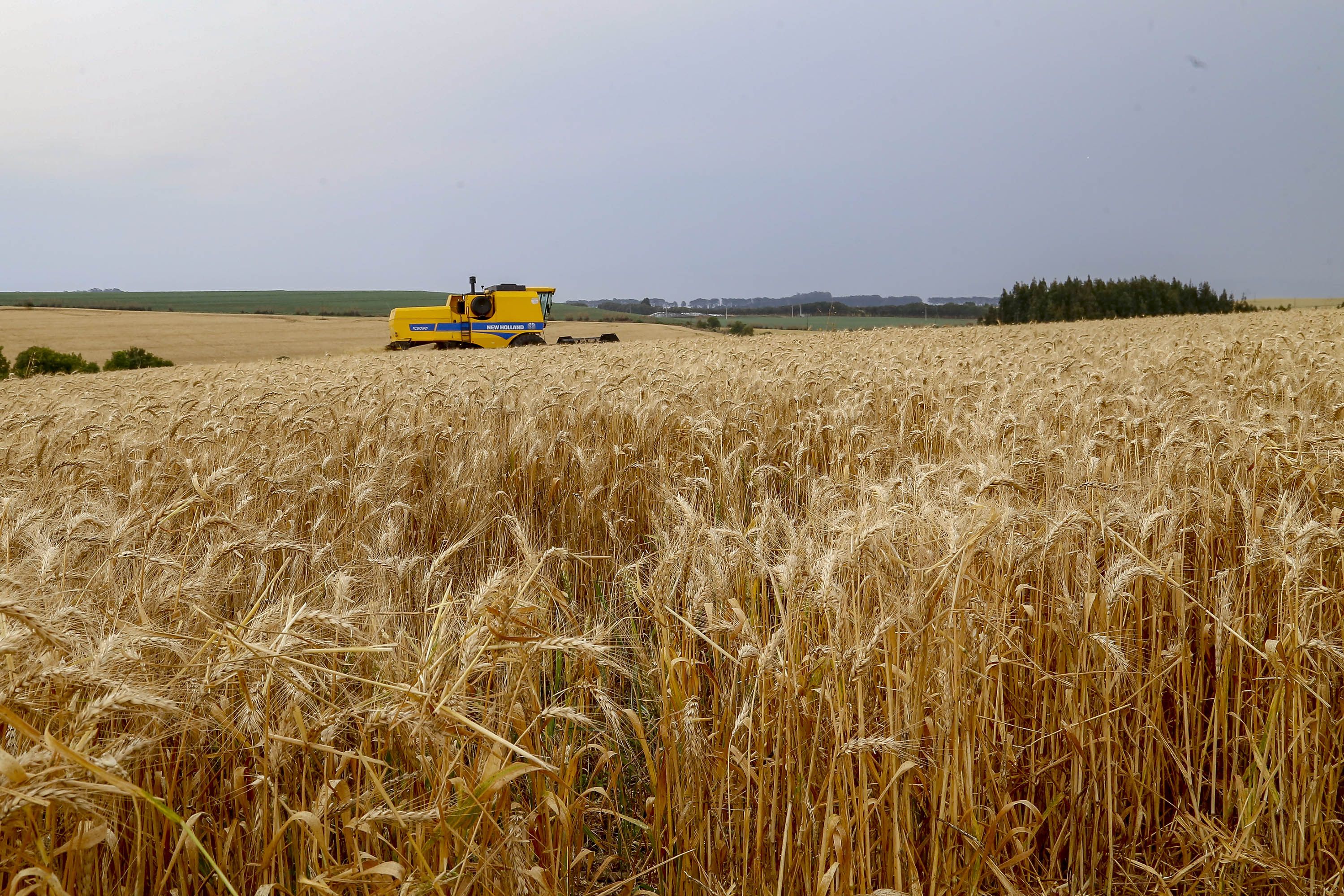 Paraná inicia colheita de 2,6 milhões de toneladas de trigo, principal cultura de inverno