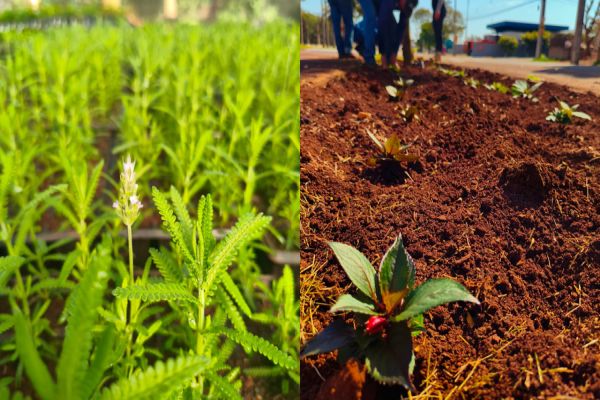 Imagem referente a notícia: Corbélia floresce com novo projeto paisagístico e 10 mil mudas colorindo a cidade