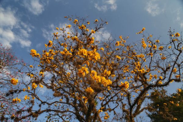 Primavera começa na próxima segunda com temperaturas altas; estação terá tempestades
