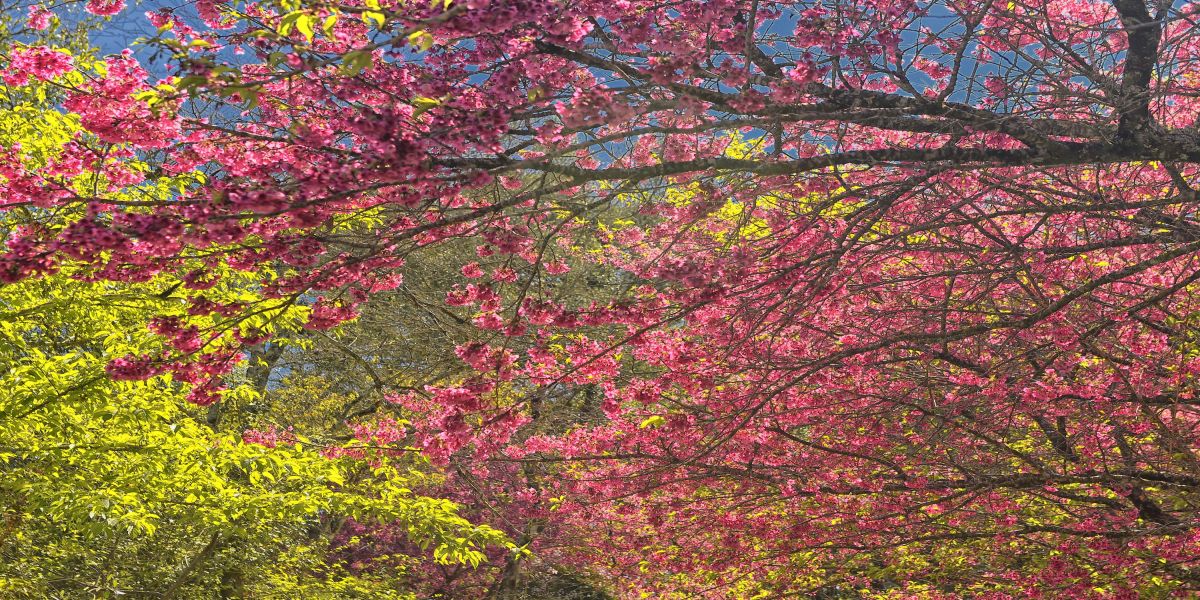 Pólen, umidade e temperatura: primavera aumenta riscos de alergias respiratórias