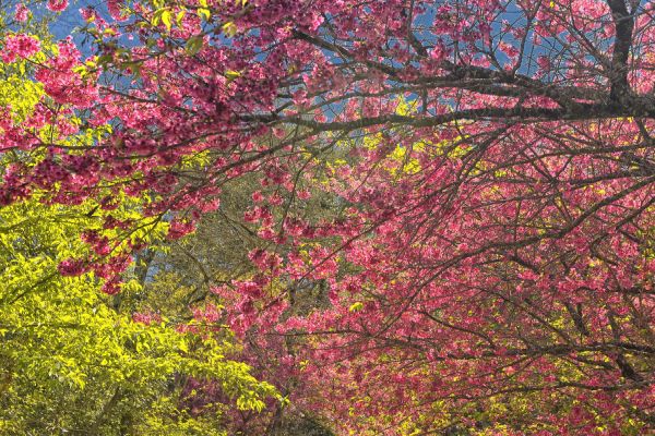 Pólen, umidade e temperatura: primavera aumenta riscos de alergias respiratórias