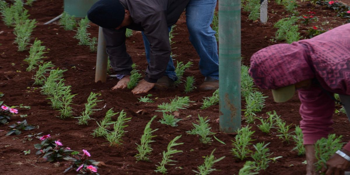 Corbélia inicia plantio de 6 mil mudas de lavanda em diversos pontos da cidade