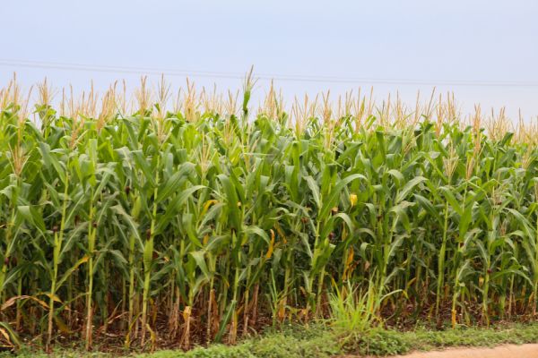 Imagem referente a notícia: Exportações paranaenses de milho crescem 179% e receitas triplicam em 2025