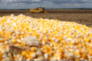 Imagem referente a notícia: Milho chega ao fim do ano como principal aposta do produtor paranaense, aponta Deral
