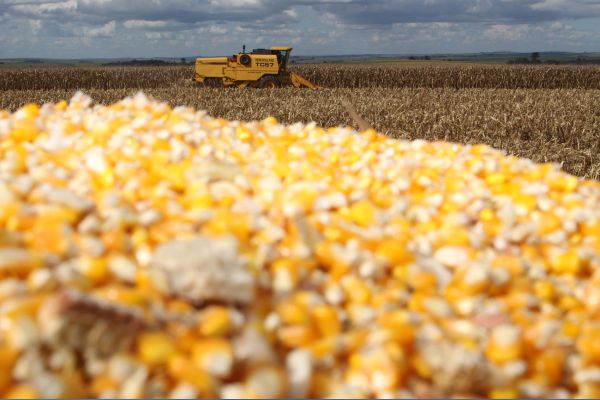 Imagem referente a notícia: Milho chega ao fim do ano como principal aposta do produtor paranaense, aponta Deral