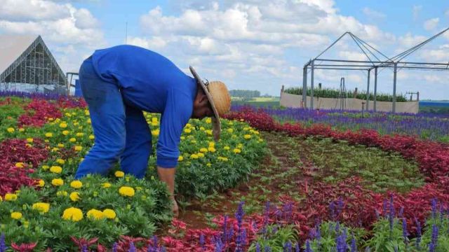 Imagem referente a notícia: 320 mil mudas de flores dão cor e beleza ao parque do Show Rural