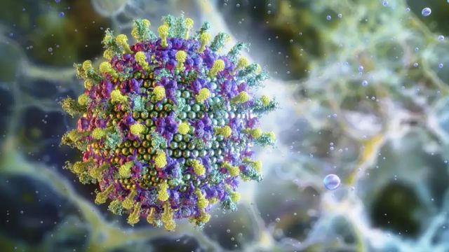 Imagem referente a notícia: Ministério da Saúde diz que vírus Nipah não ameaça o Brasil