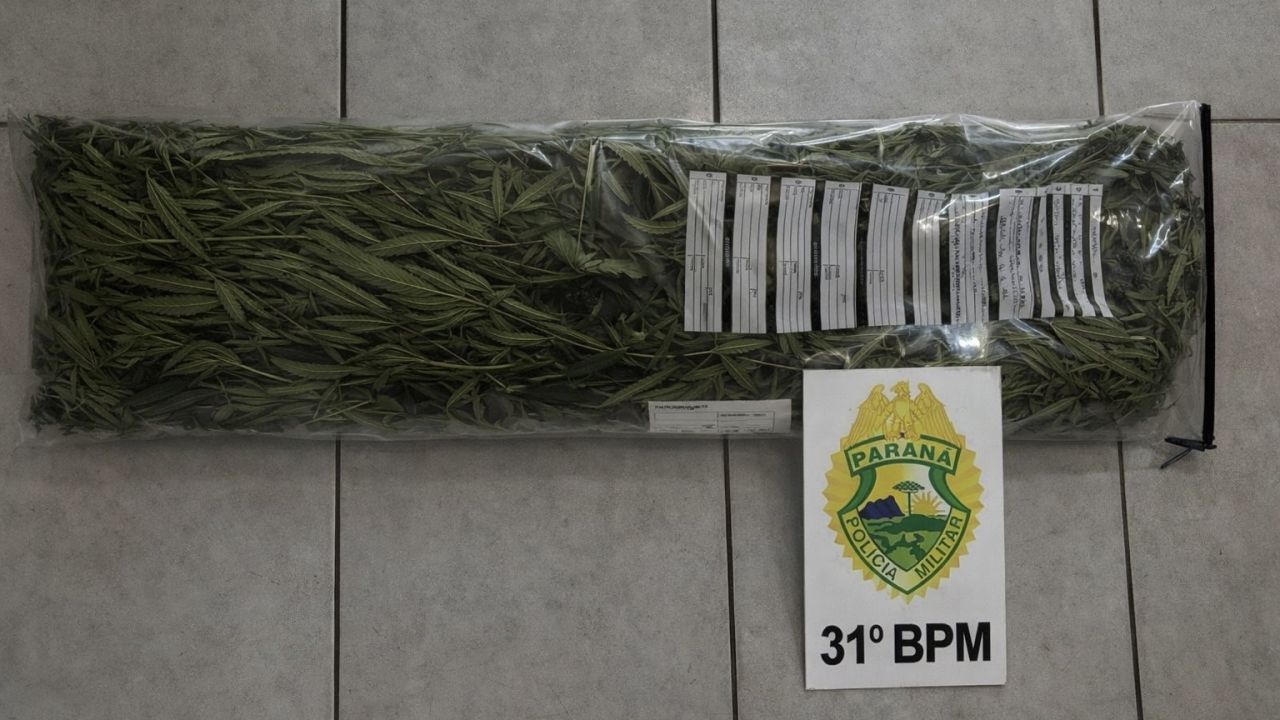 PM apreende pés de maconha em residência durante patrulhamento em Corbélia