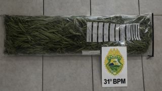Imagem referente a notícia: PM apreende pés de maconha em residência durante patrulhamento em Corbélia