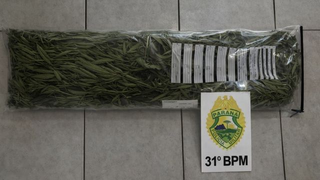 Imagem referente a notícia: PM apreende pés de maconha em residência durante patrulhamento em Corbélia