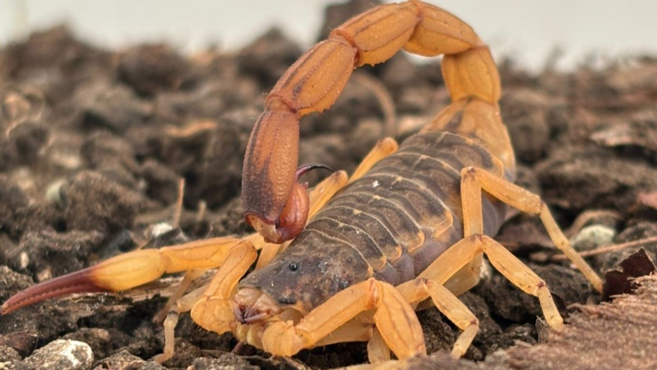Estado mantém orientações e alerta para prevenção de acidentes com escorpiões