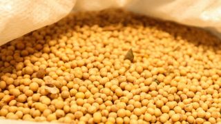 Imagem referente a notícia: Safra de grãos do Paraná deve ter aumento de 306 mil toneladas, aponta IBGE