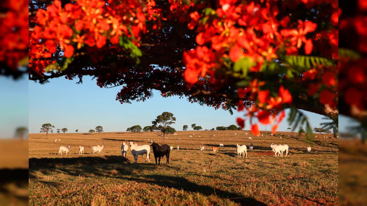 Adapar inicia nesta sexta-feira a Campanha de Atualização de Rebanhos 2026