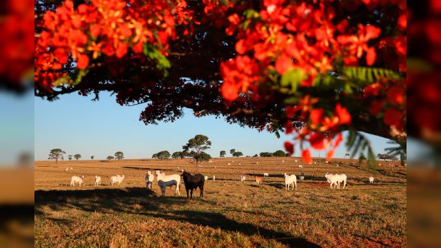 Imagem referente à notícia: Adapar inicia nesta sexta-feira a Campanha de Atualização de Rebanhos 2026