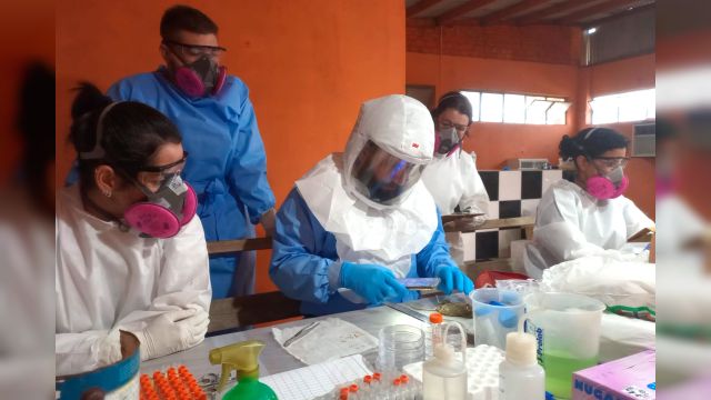 Paraná mantém vigilância rigorosa contra hantavirose