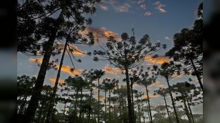 Imagem referente a notícia: Paraná planta o futuro: distribuição de 668 mil mudas de Araucária reforçam símbolo do Estado