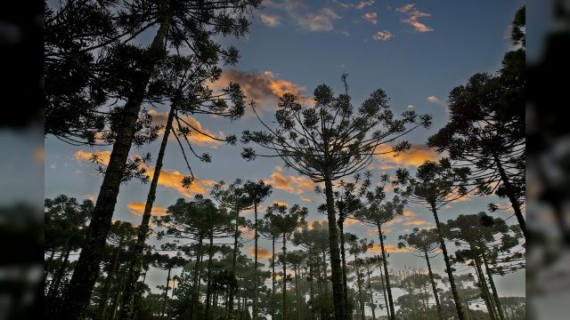 Paraná planta o futuro: distribuição de 668 mil mudas de Araucária reforçam símbolo do Estado