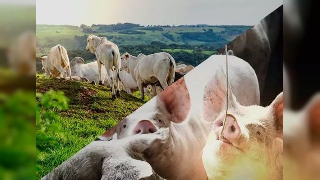 Regularização do rebanho entra na reta final e Sociedade Rural reforça alerta