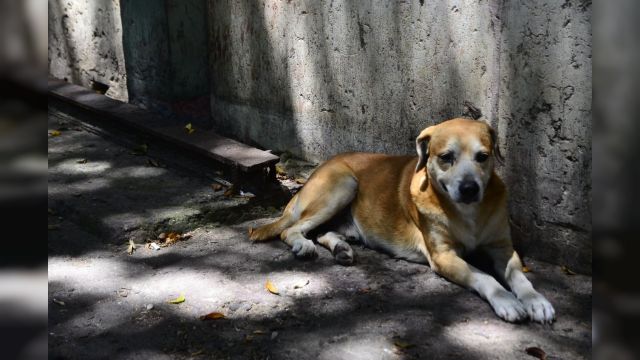 Animais soltos nas ruas podem gerar multa em Corbélia; Prefeitura reforça fiscalização e responsabilidade dos tutores