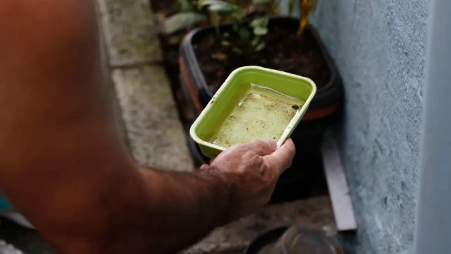 El Niño pode aumentar casos de chikungunya e dengue no Brasil